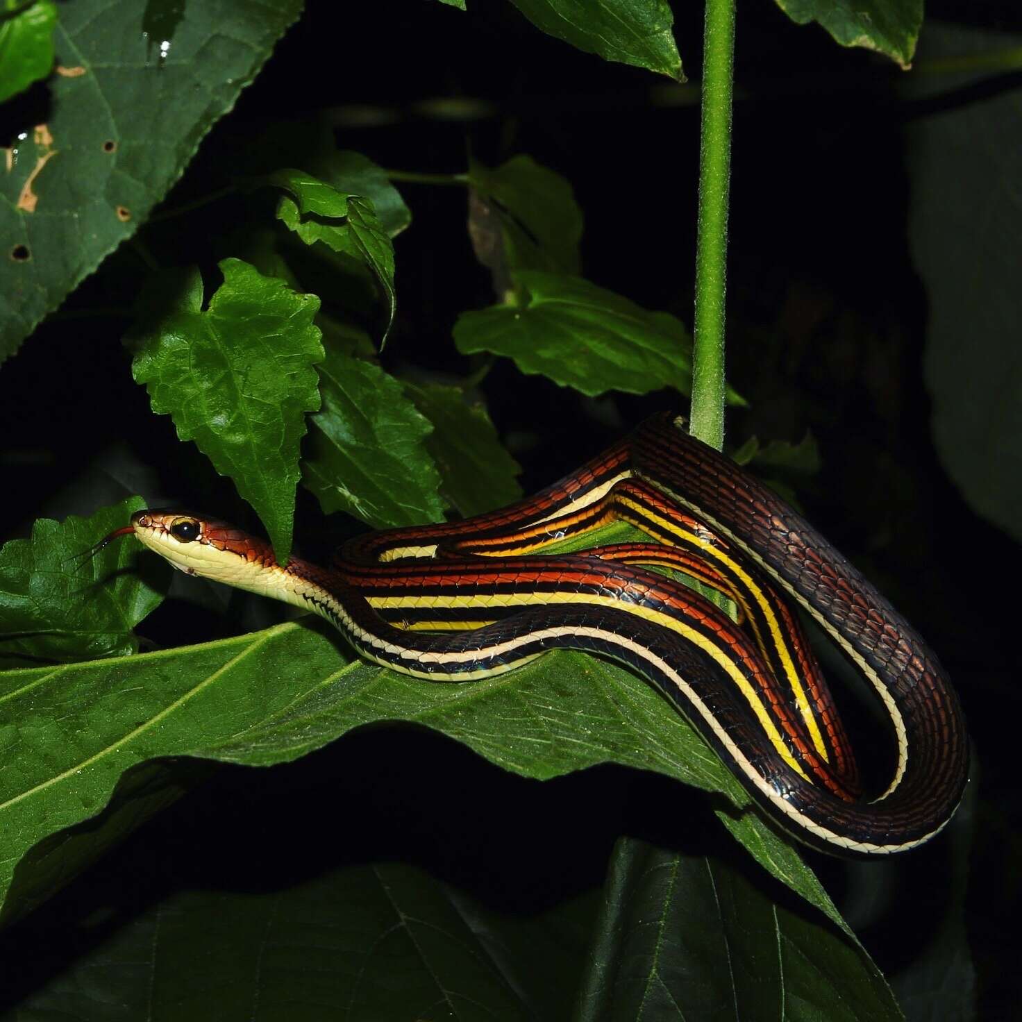 Image of Dendrelaphis caudolineatus (Gray 1834)