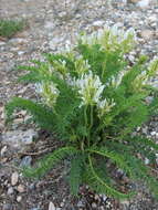 Oxytropis muricata (Pall.) DC. resmi