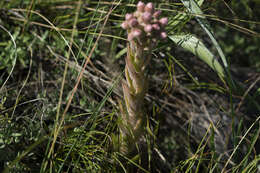 Image of Sempervivum marmoreum Griseb.