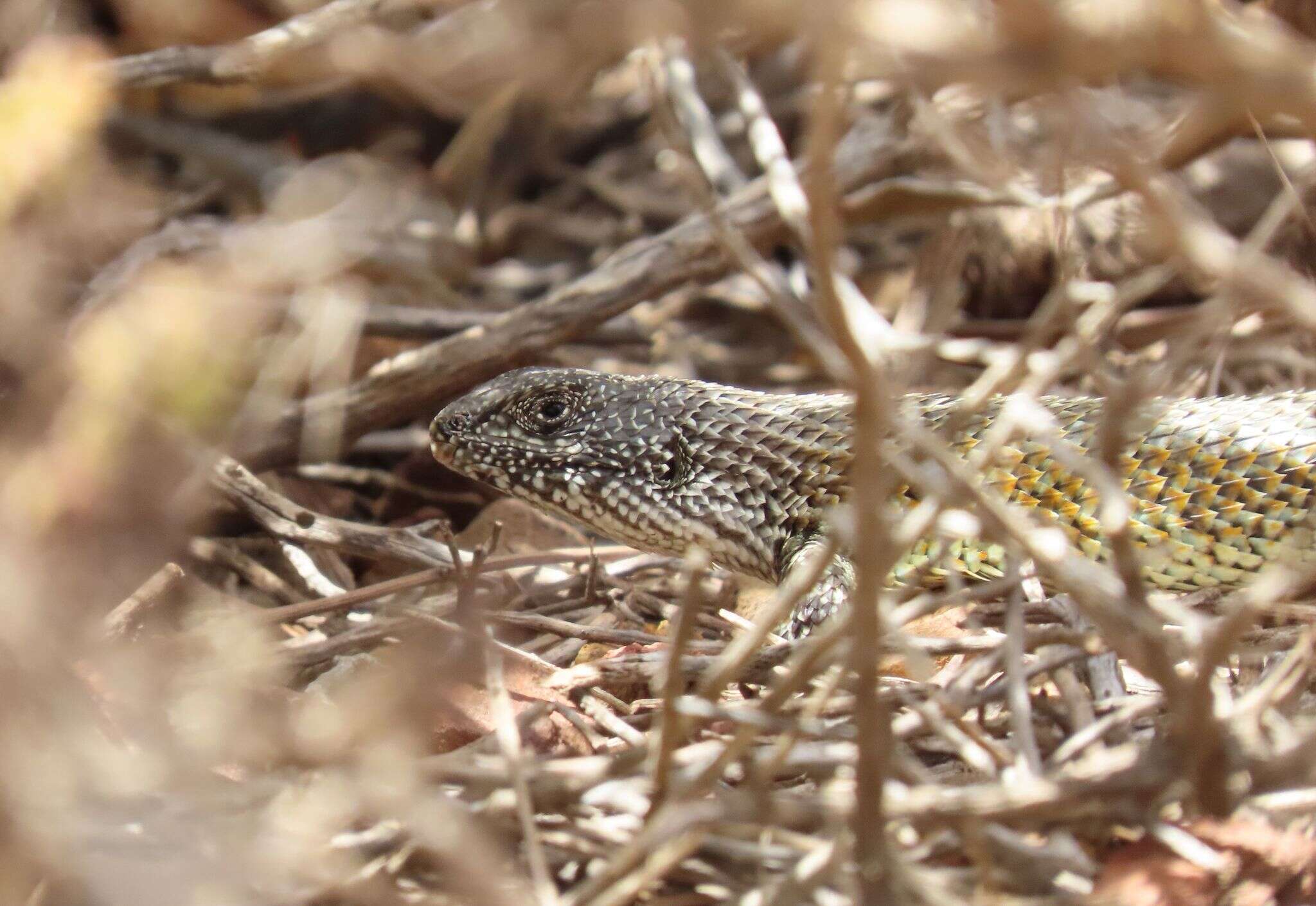 Liolaemus nitidus (Wiegmann 1834)的圖片