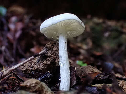 Image of Hygrophorus involutus G. Stev. 1963