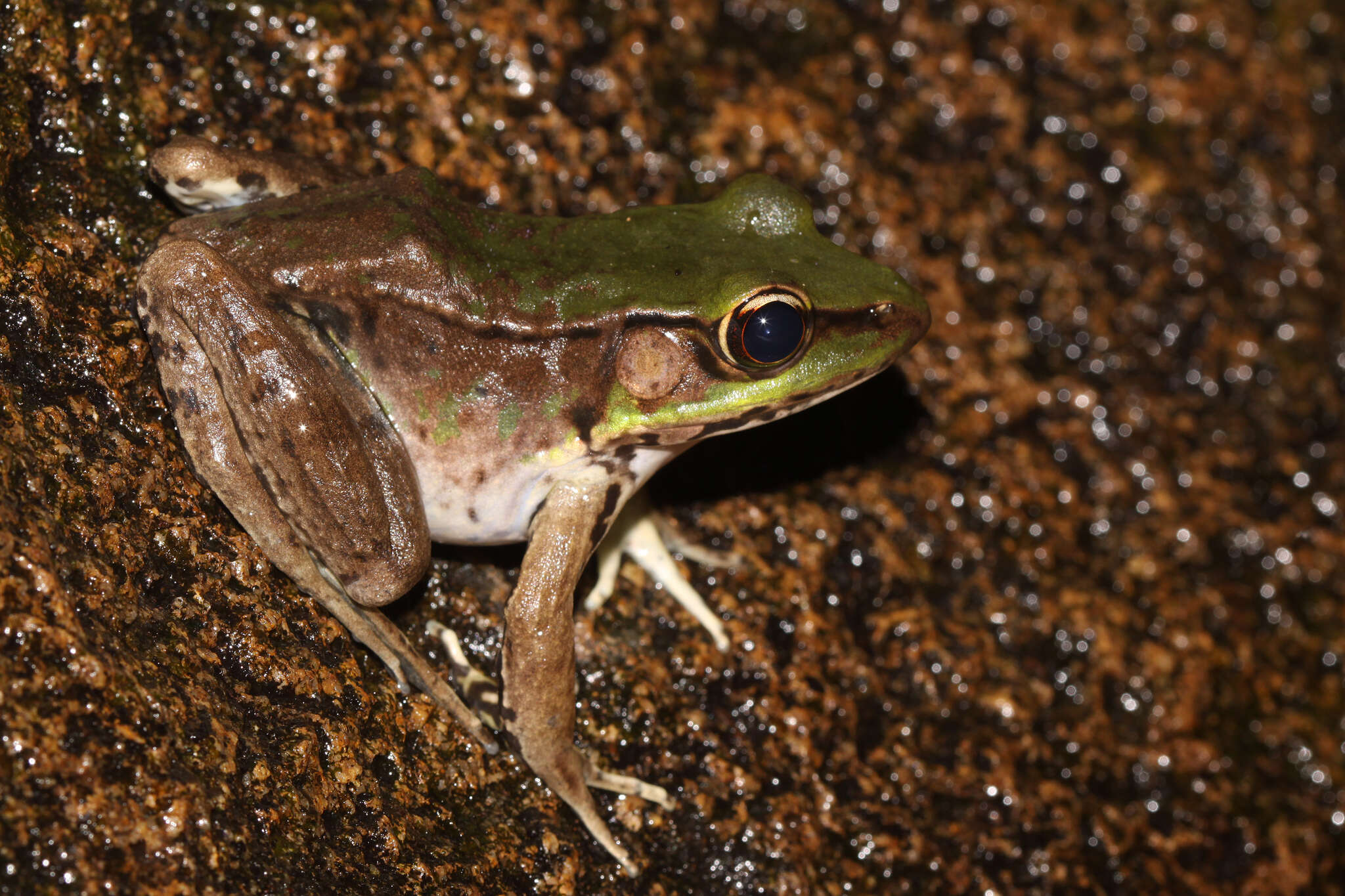 Image of Lithobates palmipes (Spix 1824)