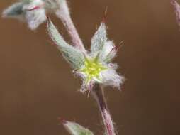 Image of false spikeflower