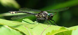 Image of Riverine Clubtail