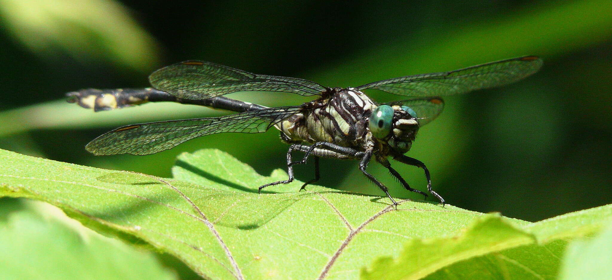 Image of Riverine Clubtail