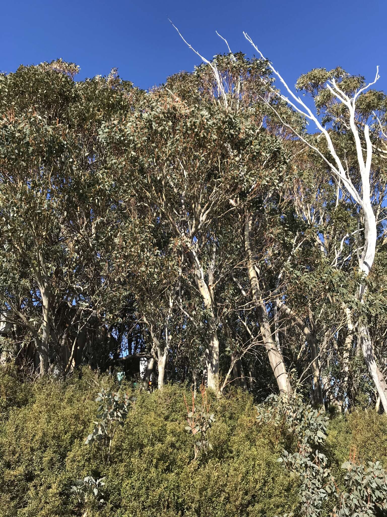 Image of snow gum