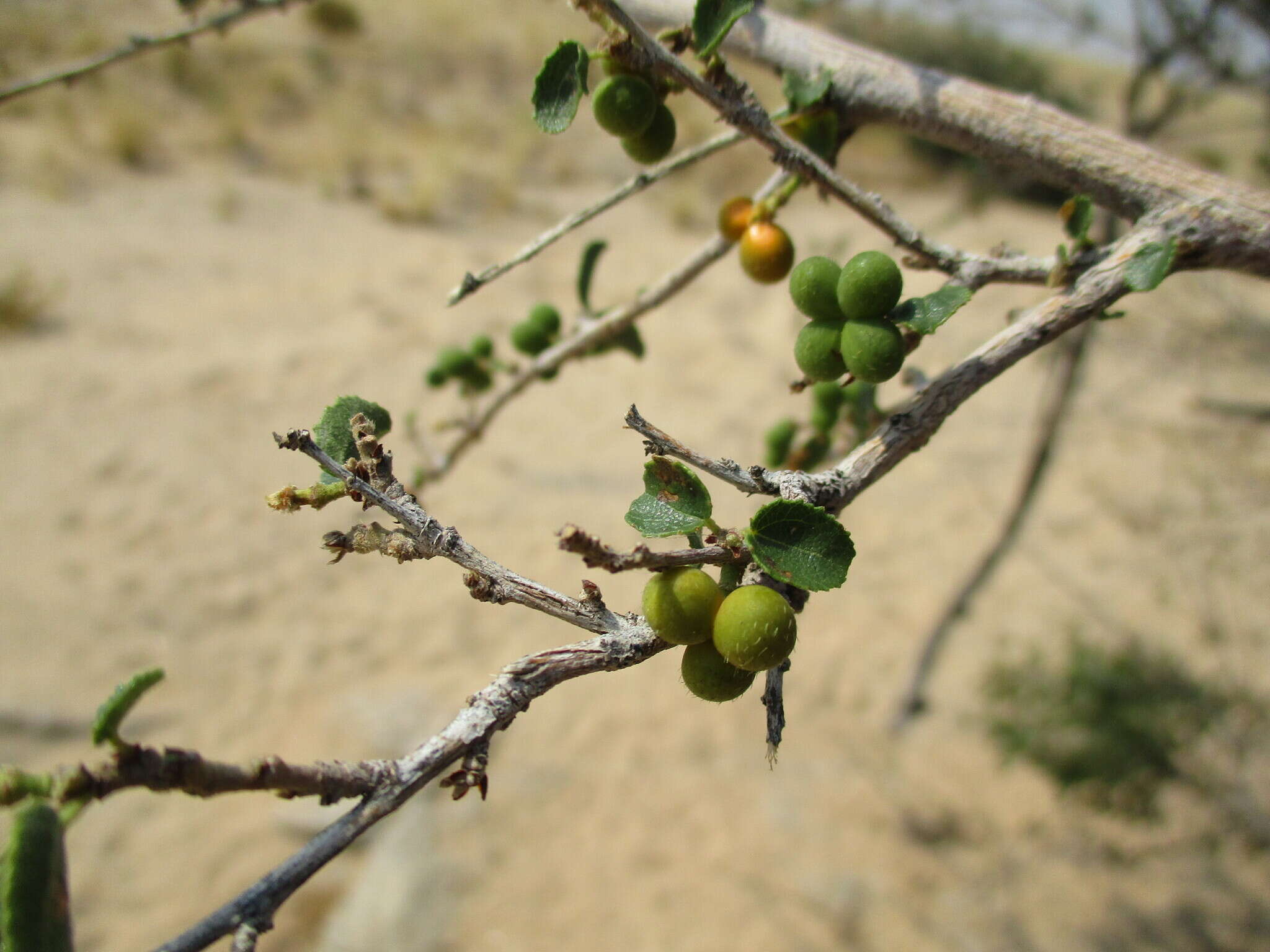 Image of Small-leaved white raisin