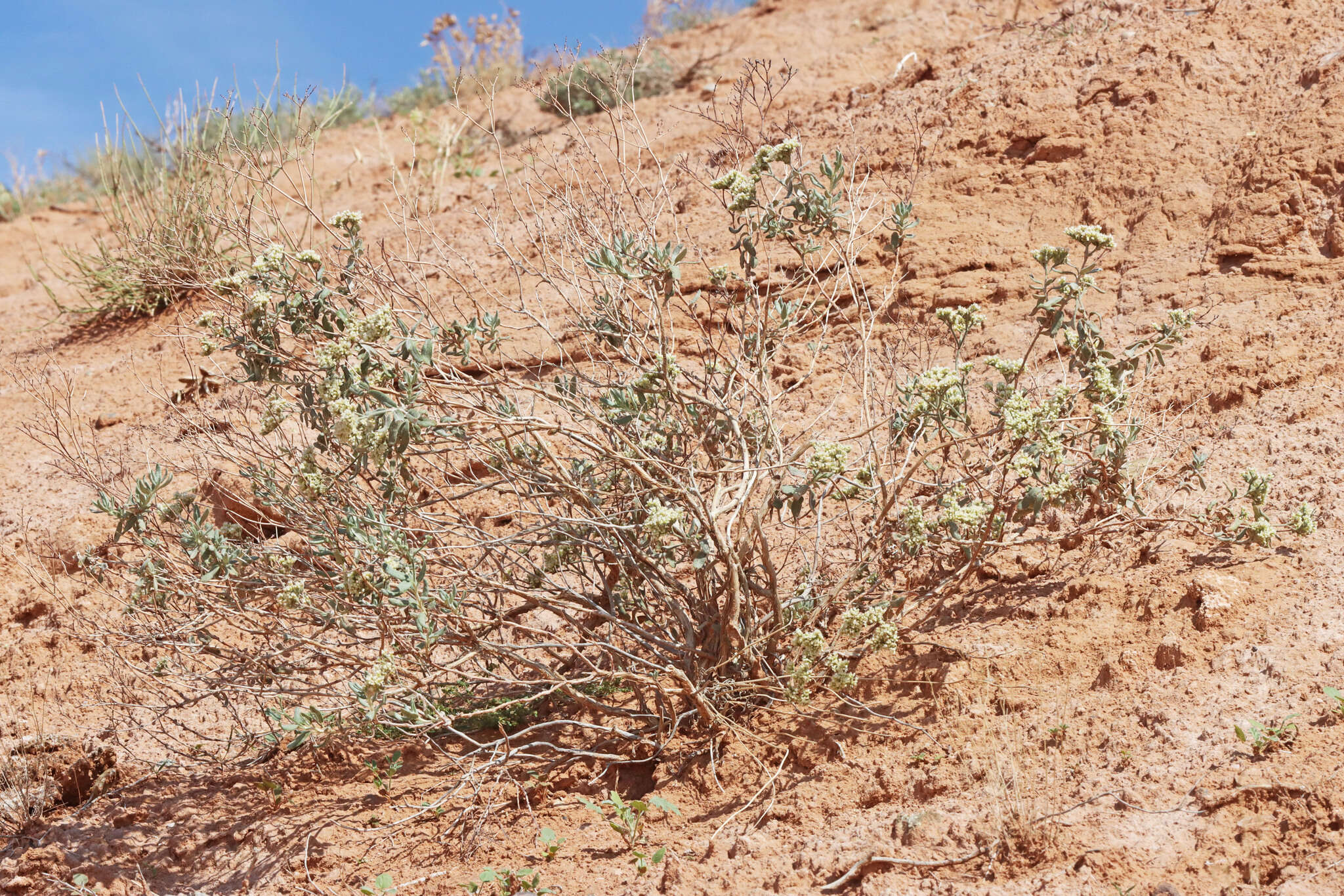 Eriogonum leptocladon var. ramosissimum (Eastwood) Reveal resmi