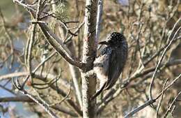 Image of Ocellated Piculet