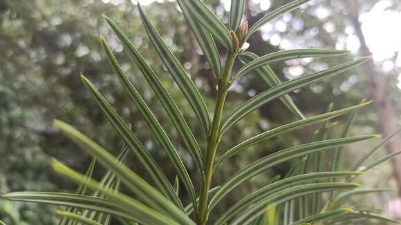 Amentotaxus formosana H. L. Li resmi