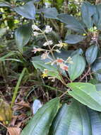 Imagem de Miconia mirabilis (Aubl.) L. O. Williams