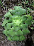 Image of Aeonium canariense subsp. latifolium (Burchard) Bañares