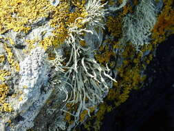 Imagem de Ramalina cuspidata (Ach.) Nyl.