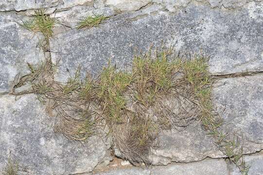 Image of Manila grass