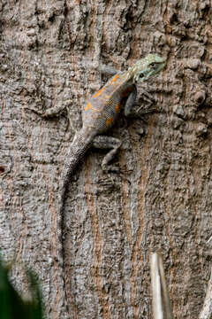 Image of Agama mucosoensis Hellmich 1957