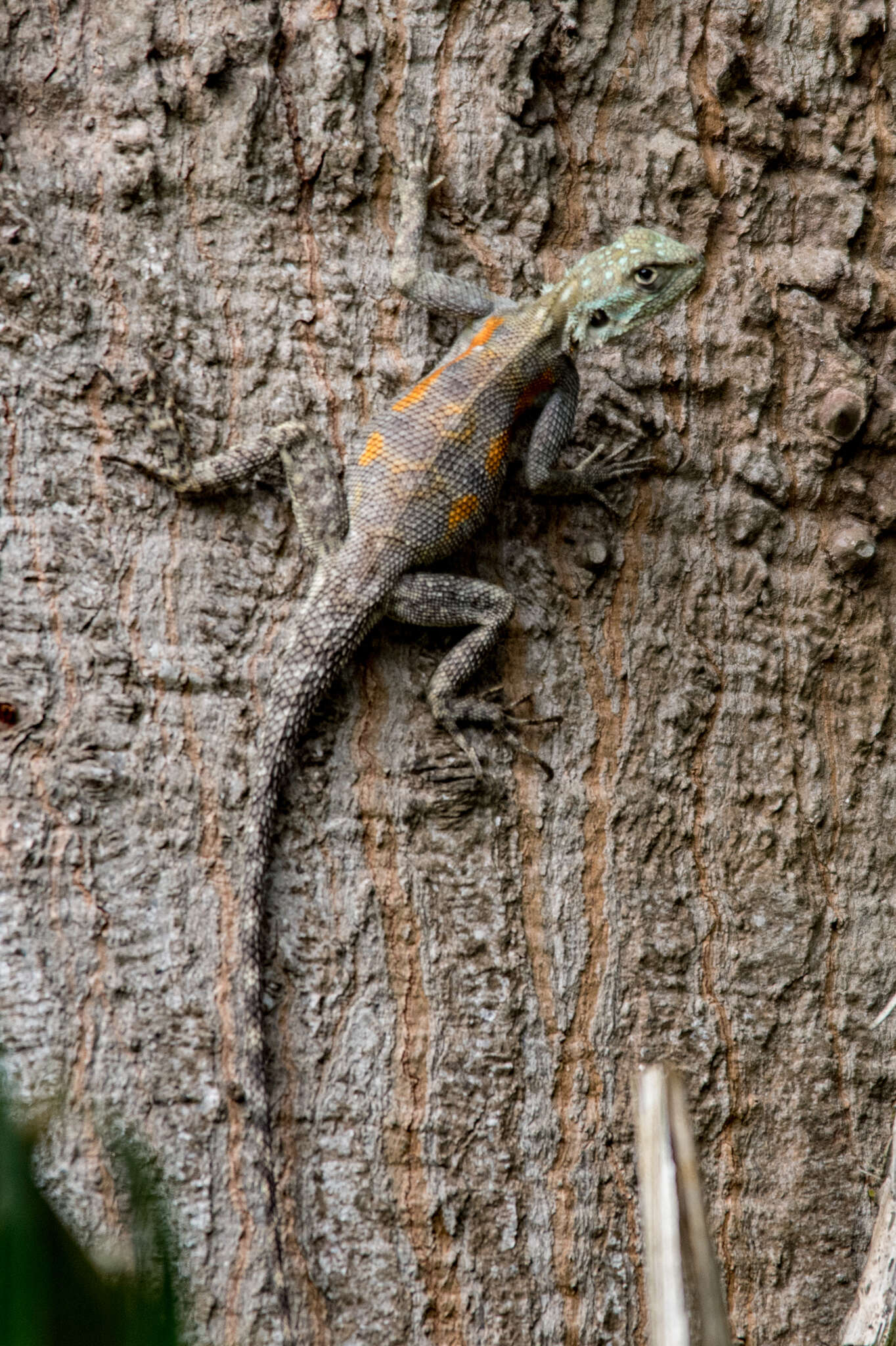 Agama mucosoensis Hellmich 1957 resmi