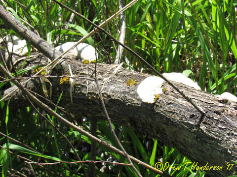 Image of Trametes gibbosa (Pers.) Fr. 1838