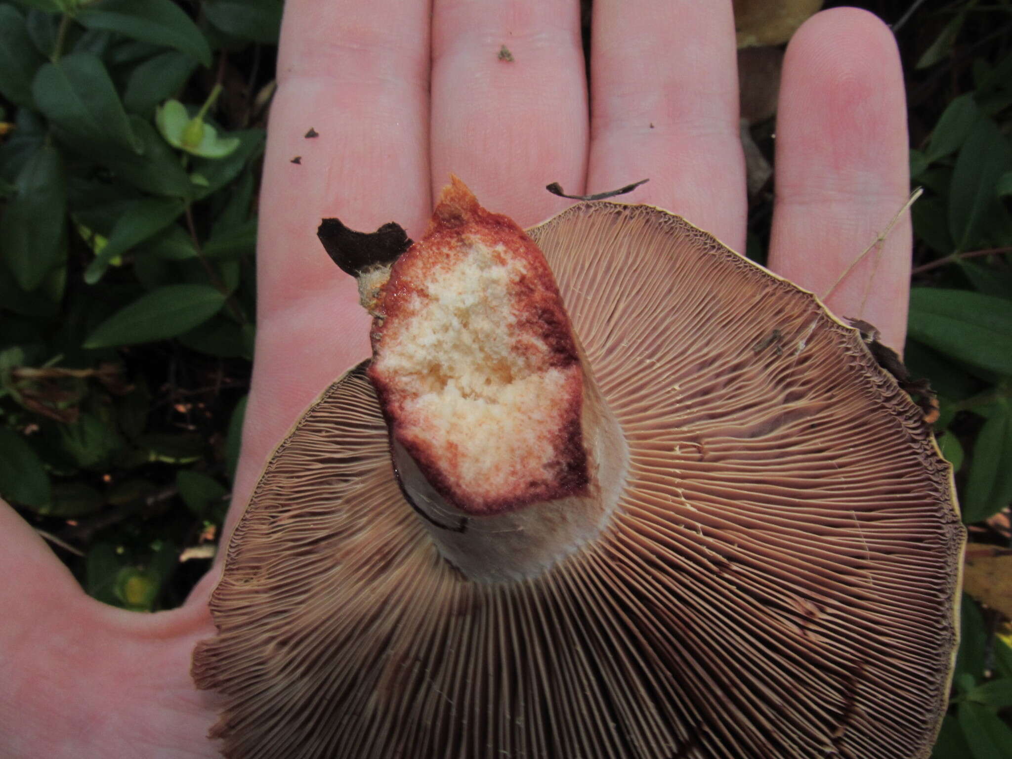 Image of Lactarius rubrilacteus Hesler & A. H. Sm. 1979