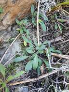 Image de Myosotis brockiei L. B. Moore & M. J. A. Simpson