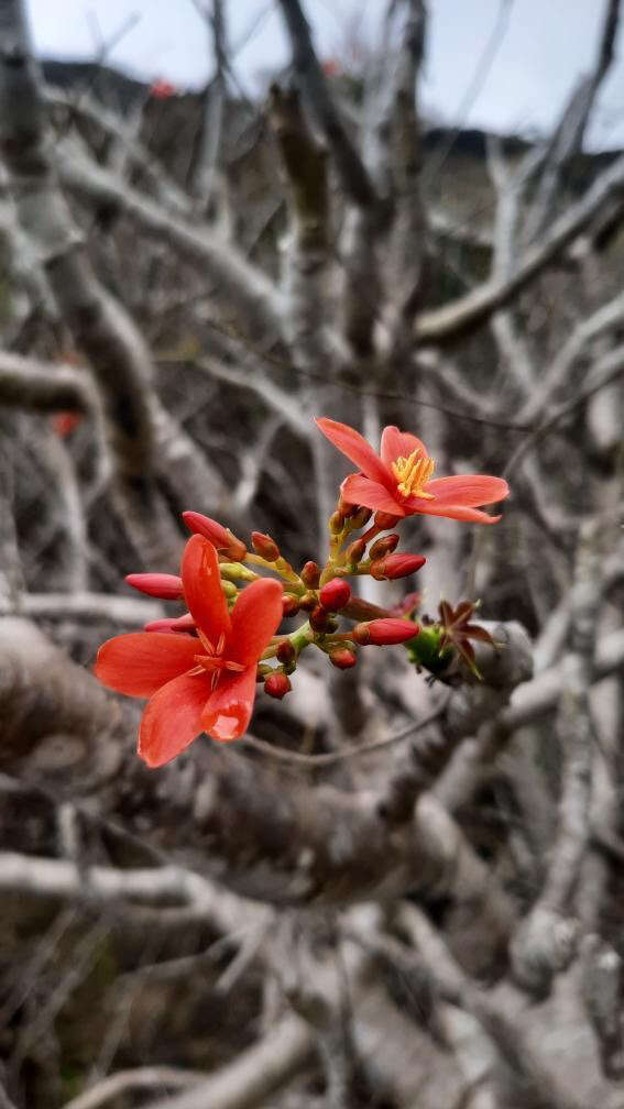 Image of Jatropha nudicaulis Benth.