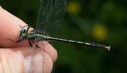 Image of Lilypad Clubtail