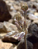 Image of Allium desertorum Forssk.