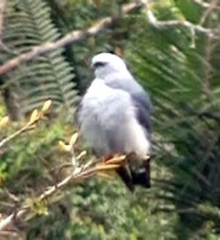 Image of Plumbeous Kite