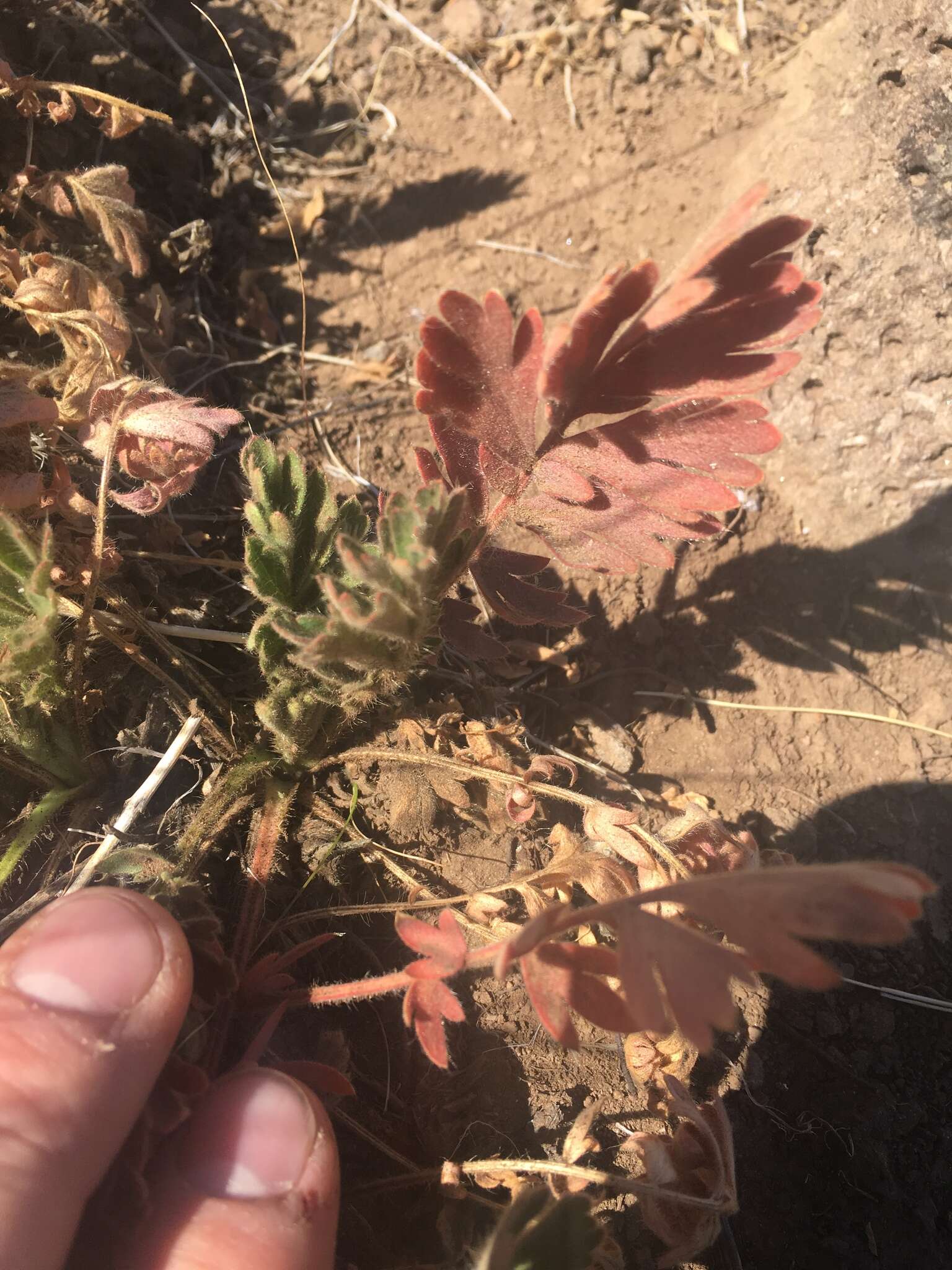 Imagem de Geum triflorum var. ciliatum (Pursh) Fassett