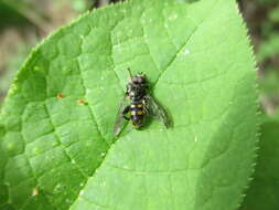 Image of Chalcosyrphus nemorum (Fabricius 1805)