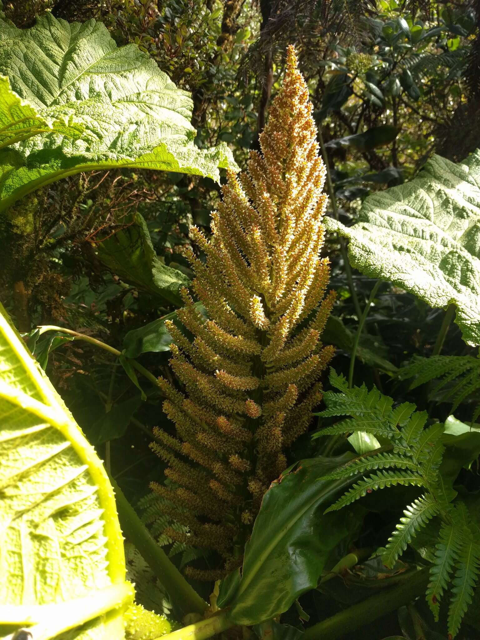 صورة Gunnera petaloidea Gaudich.