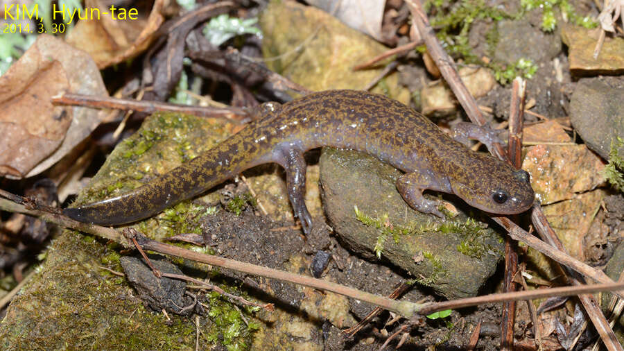 Image of Kori salamander