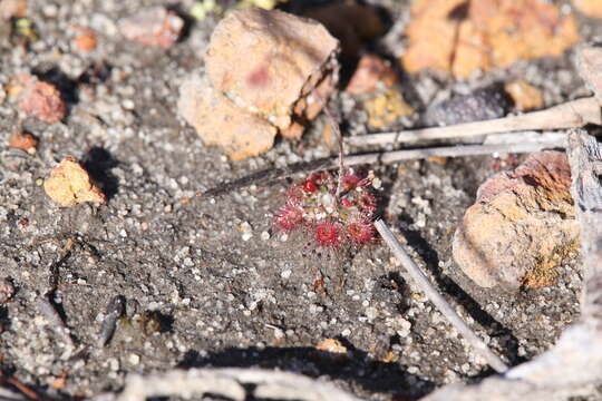 Image of Drosera coomallo Lowrie & Conran