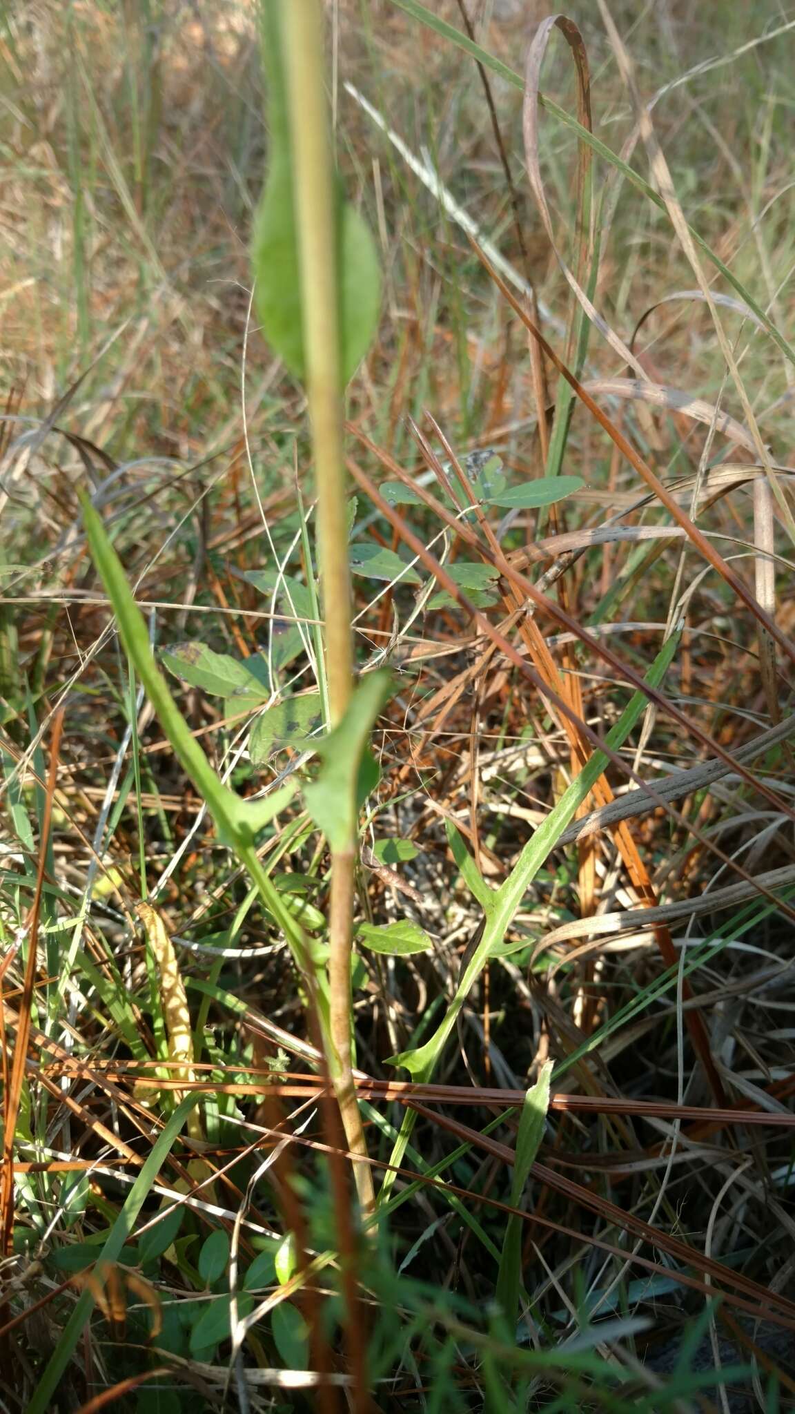 Image of Slender Rattlesnake-Root