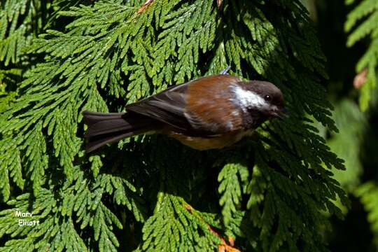 Image of Chestnut-backed Chickadee