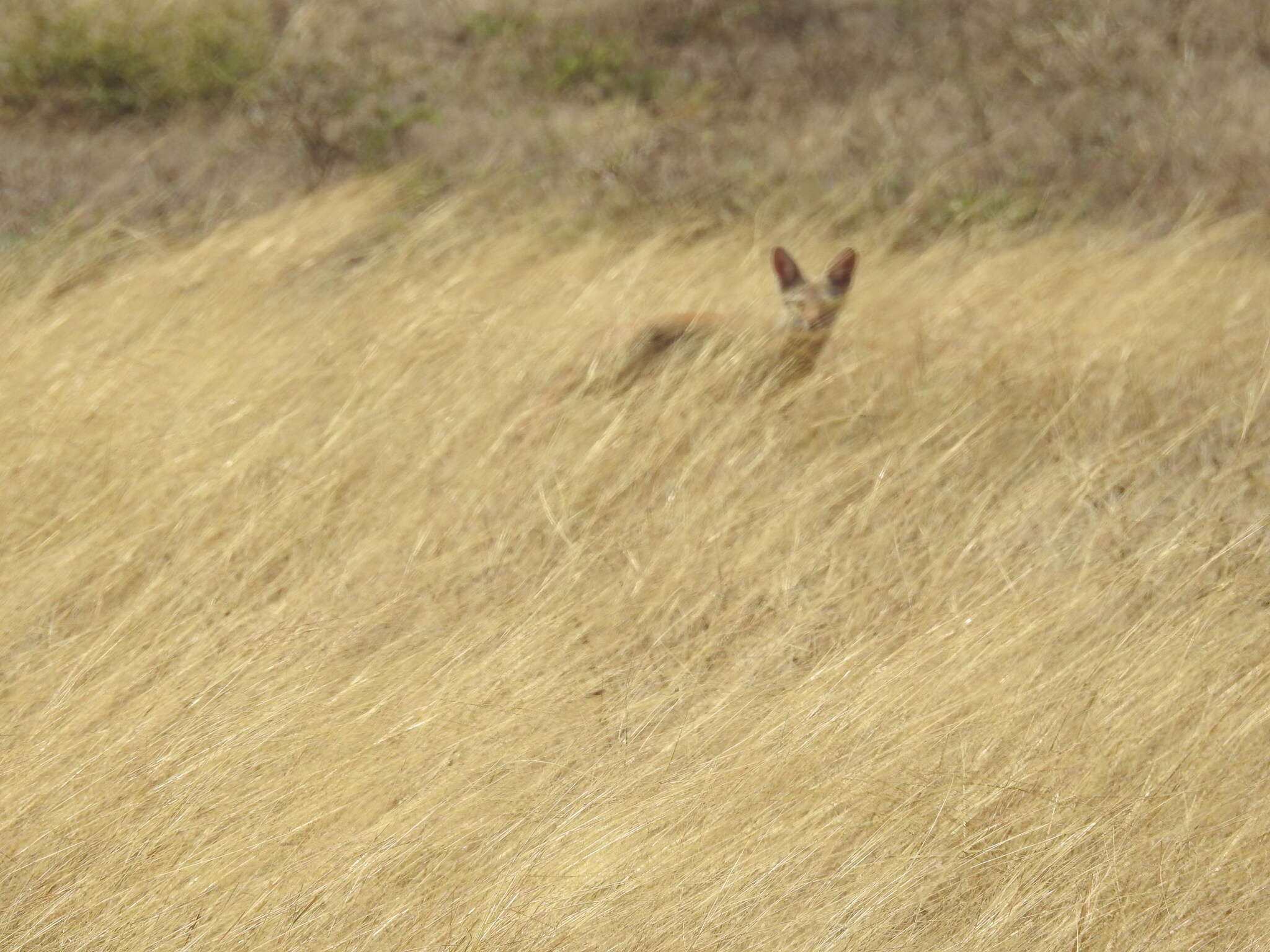 Image of Bengal Fox