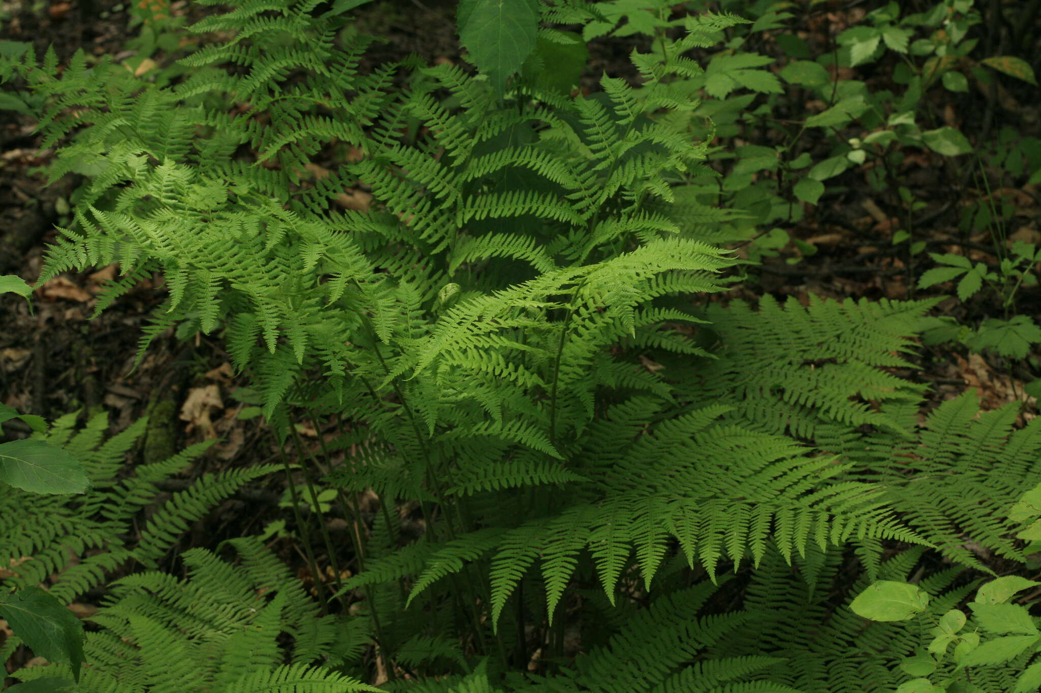 Image of Athyrium brevifrons Nakai ex Kitag.