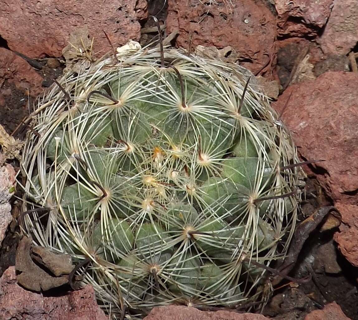 Mammillaria rettigiana Boed.的圖片