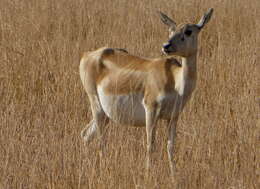 Image de Antilope Pallas 1766