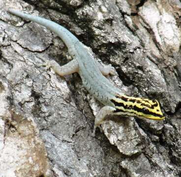 Image of Scortecci's Dwarf Gecko