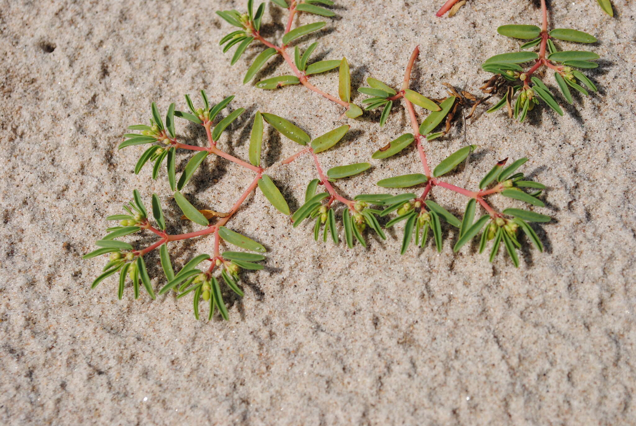 صورة Euphorbia polygonifolia L.