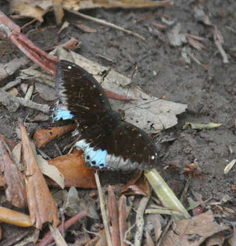 Image of Lexias pardalis jadeitina