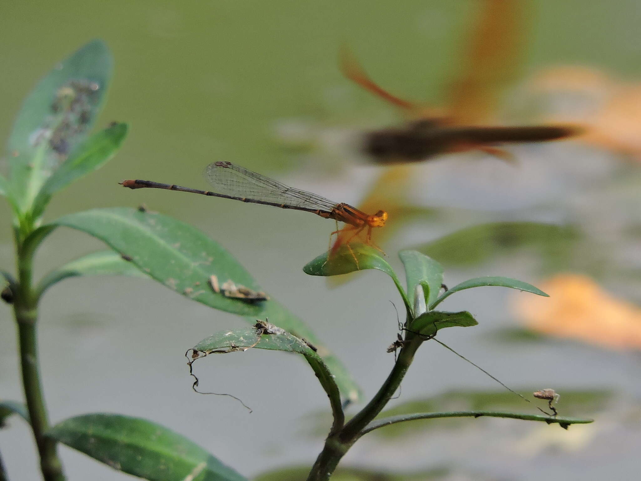 Image of Orange Bluet