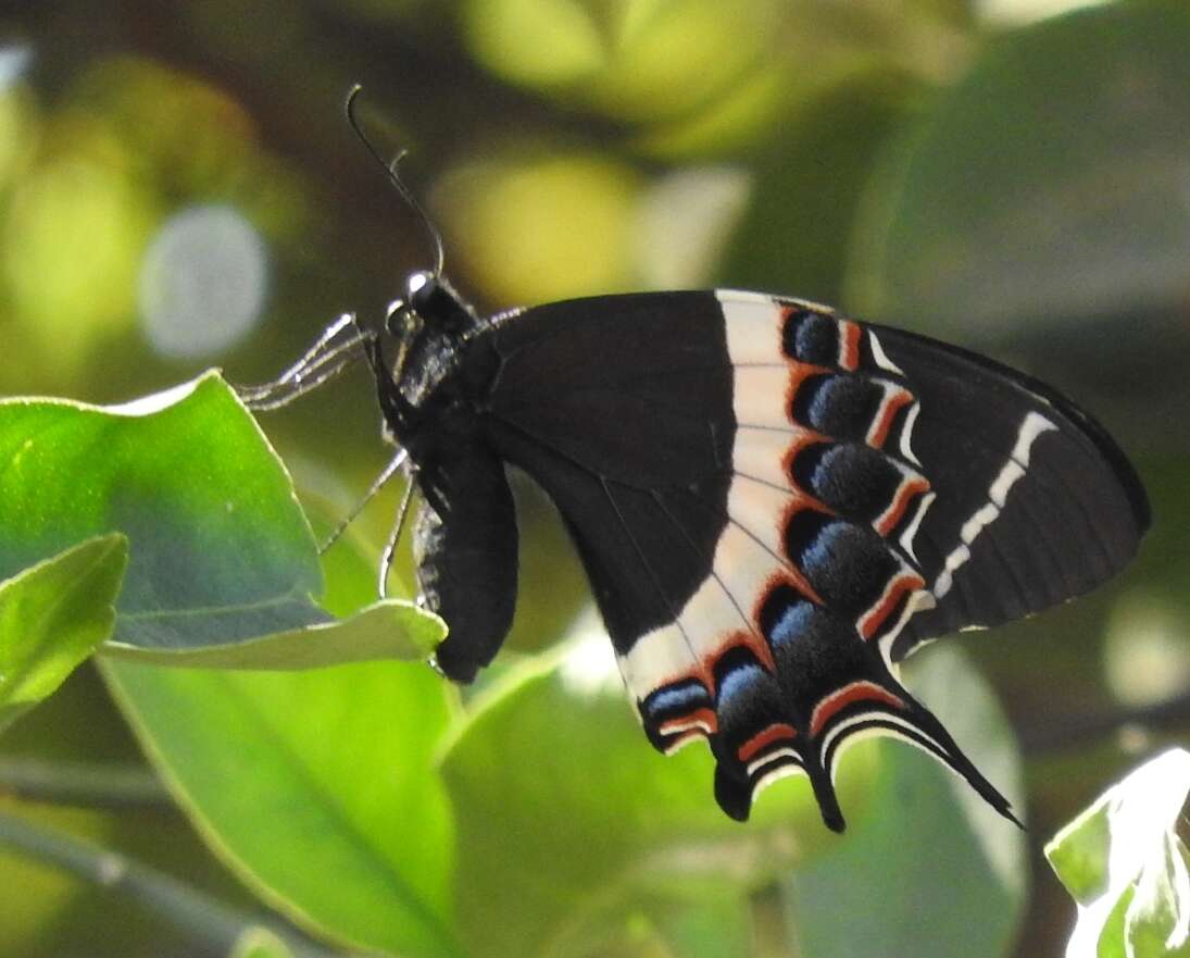 Image of Papilio garamas Geyer 1829