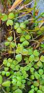 Imagem de Hydrocotyle sulcata C. J. Webb & P. N. Johnson