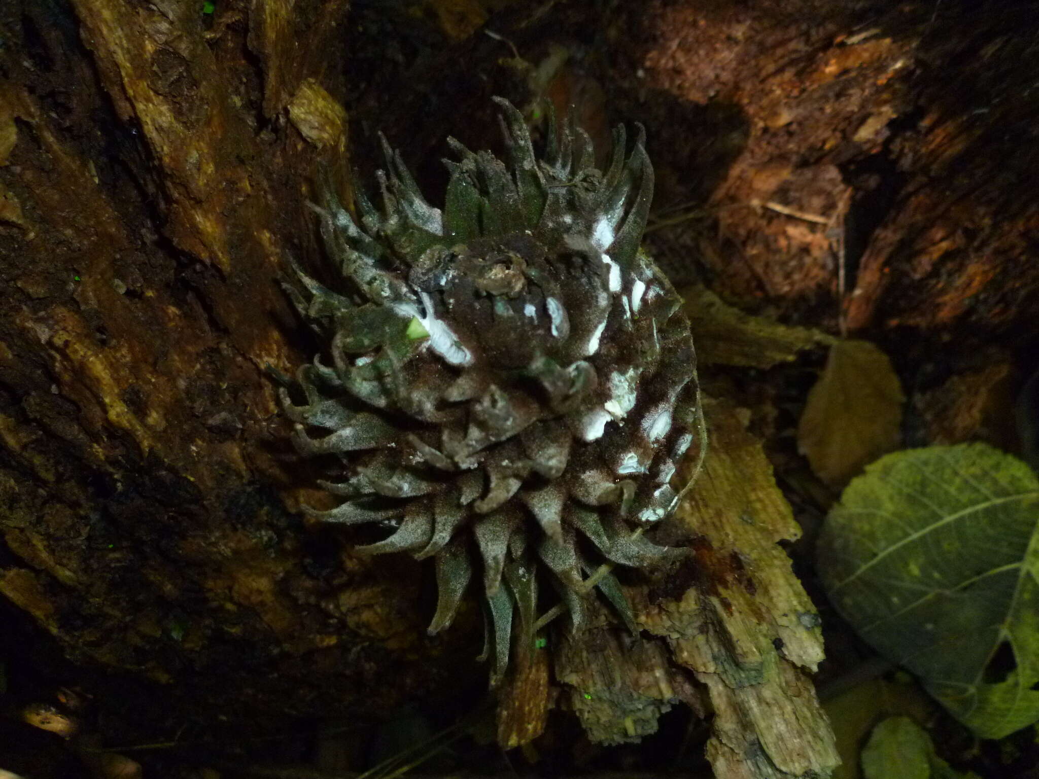 Image of Matelea magnifolia (Pittier) R. E. Woodson