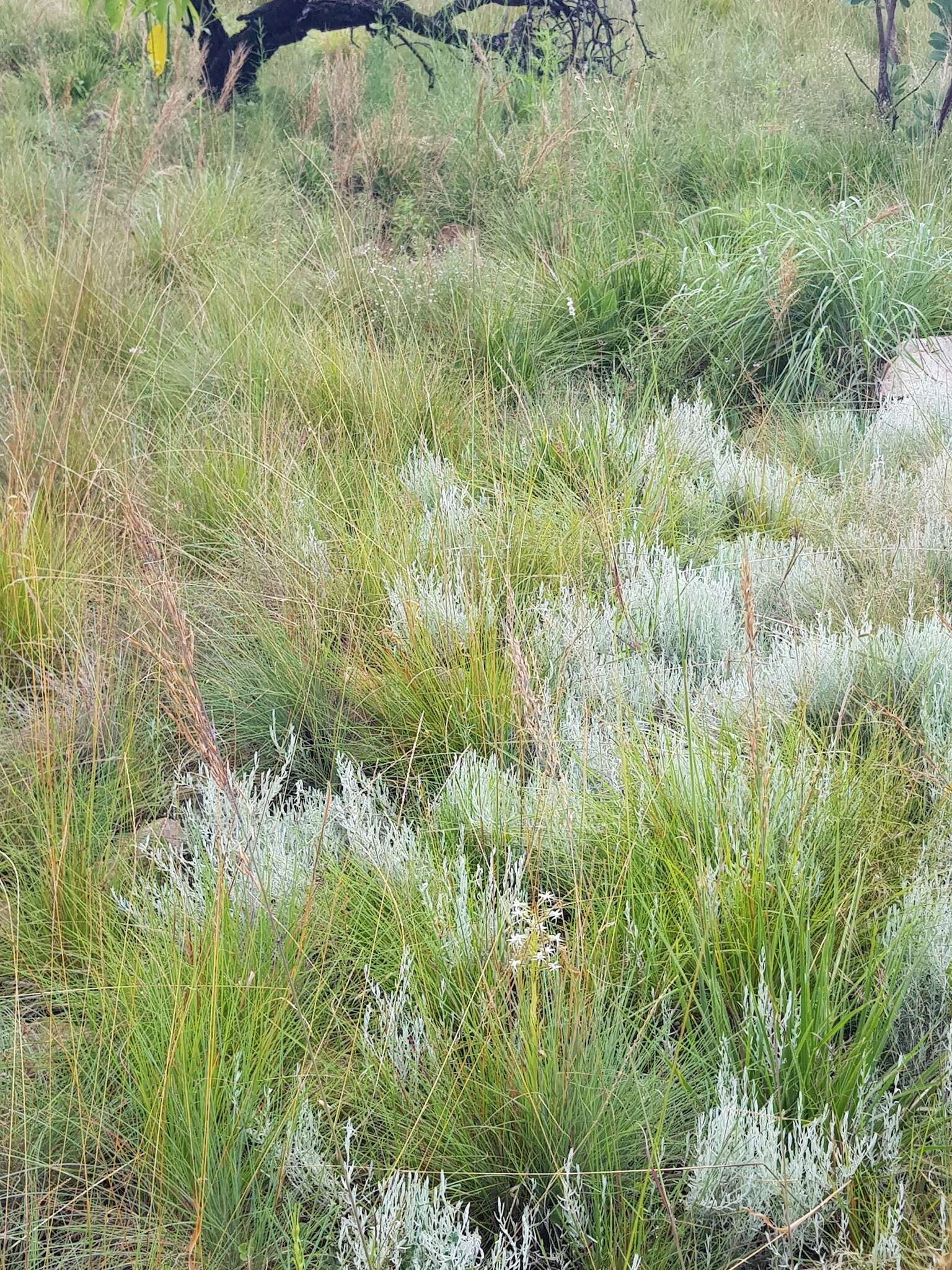 Image of Habenaria caffra Schltr.