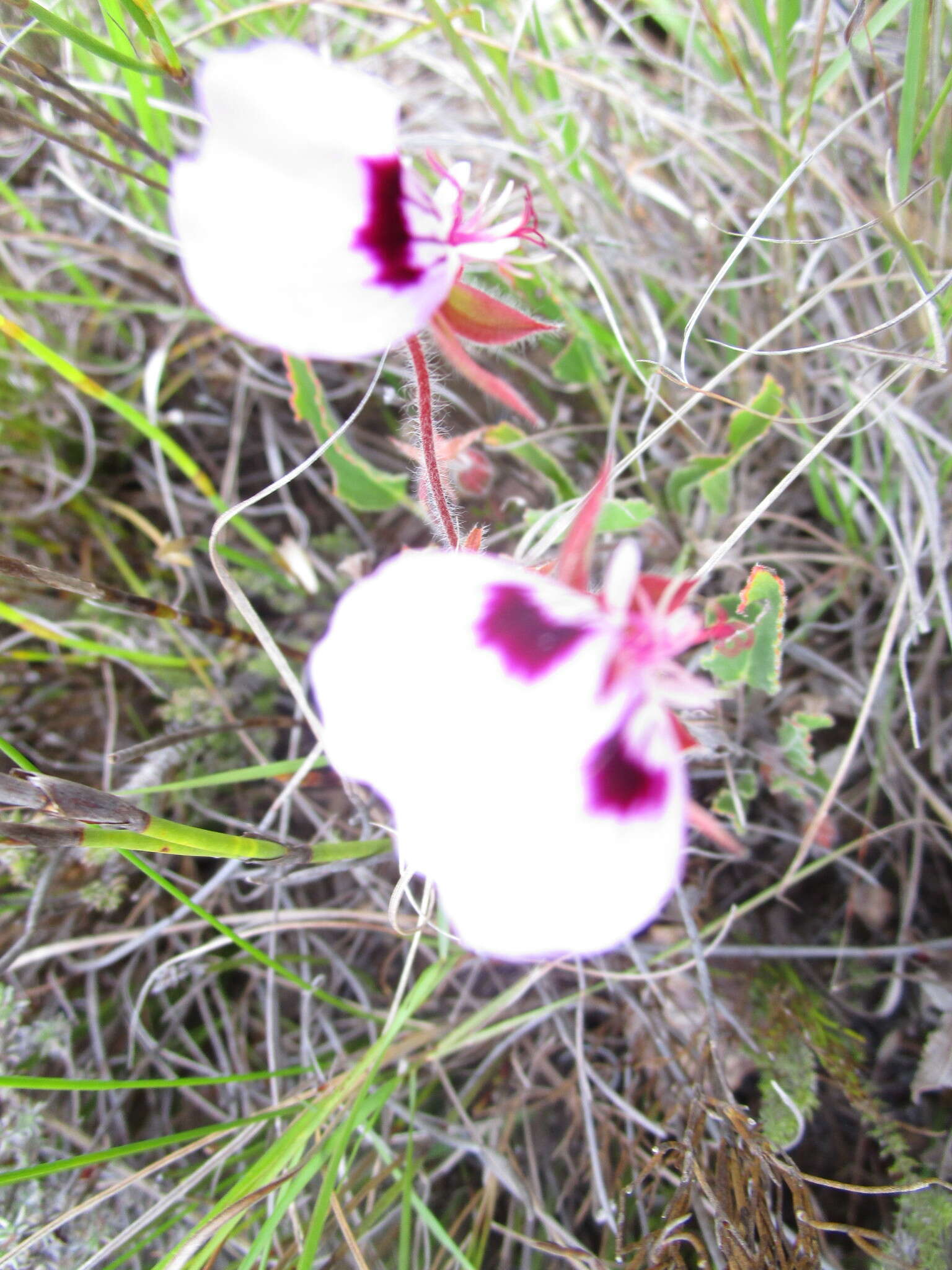 Image of Pelargonium ovale subsp. veronicifolium (Eckl. & Zeyh.) L. Hugo