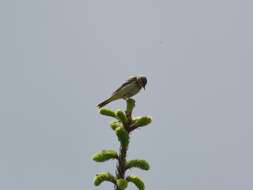 Image of Tree Pipit