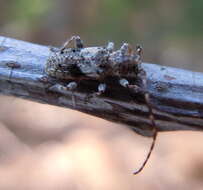 Image of Pogonocherus decoratus Fairmaire 1855