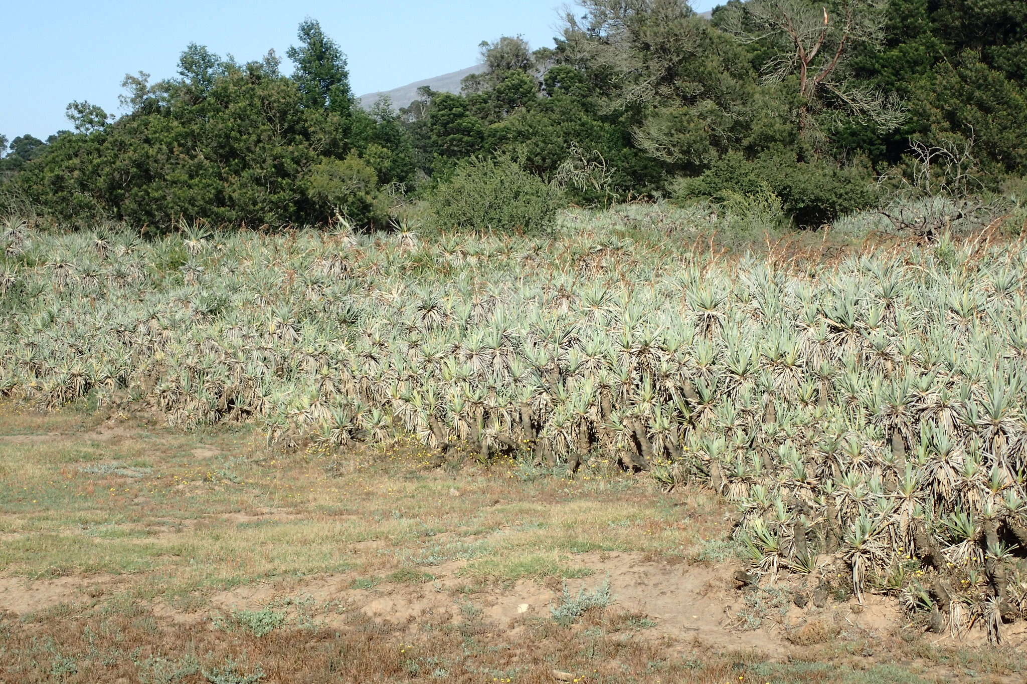 Image of Palmiet